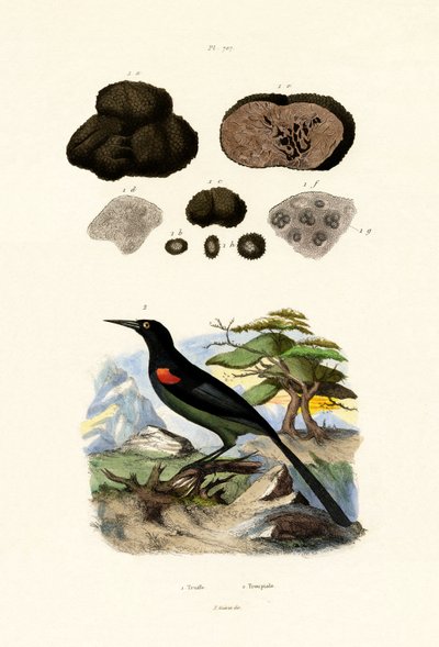 Oriole by French School